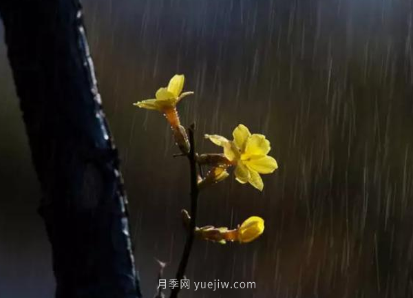 河南18市市花大全！月季居然同為8個市的市花(圖6)
