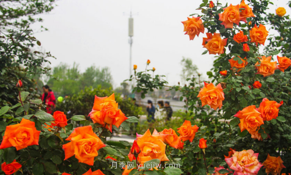 河南18市市花大全！月季居然同為8個市的市花(圖8)