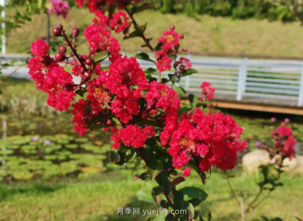 河南18市市花大全！月季居然同為8個市的市花(圖5)