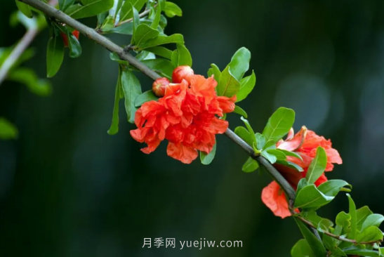 河南18市市花大全！月季居然同為8個市的市花(圖3)