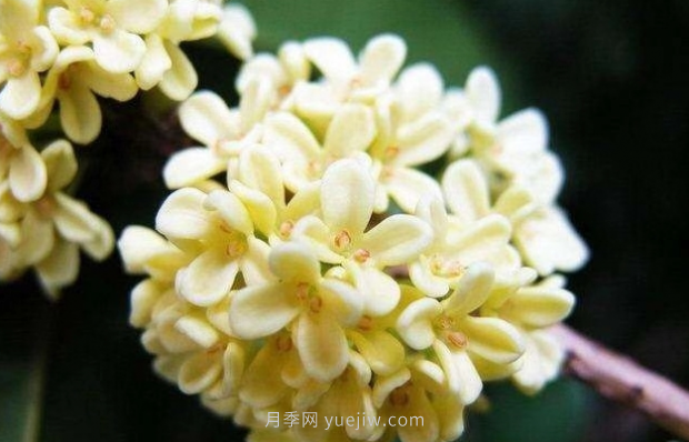 河南18市市花大全！月季居然同為8個市的市花(圖7)