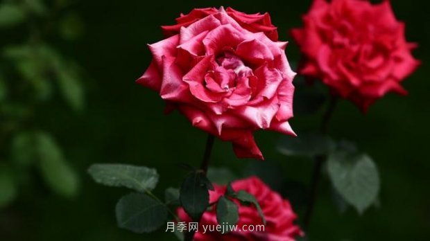 月季苗哪里買？買哪種規(guī)格的苗？買什么品種的苗？(圖2)