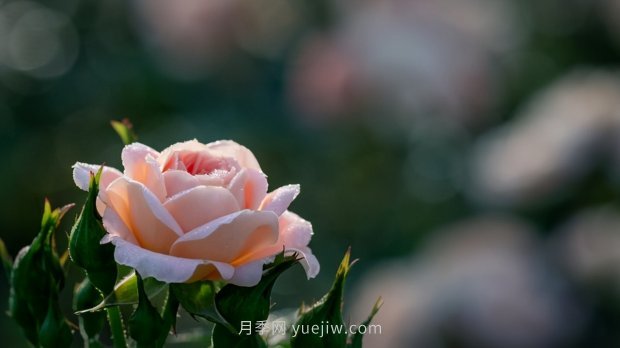 月季苗哪里買？買哪種規(guī)格的苗？買什么品種的苗？(圖3)