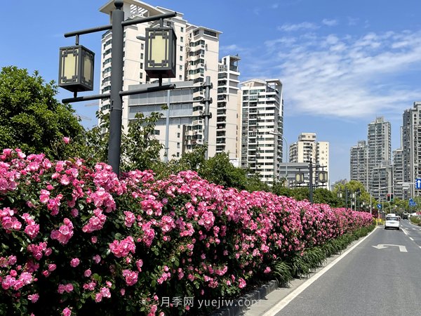 百個(gè)景點(diǎn)、百條花道、百里花帶……未來(lái)幾月，上海繁花似錦(圖6)