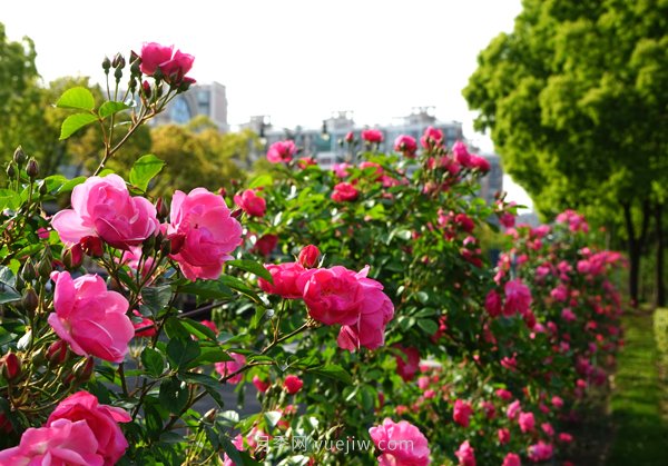 百個(gè)景點(diǎn)、百條花道、百里花帶……未來(lái)幾月，上海繁花似錦(圖2)