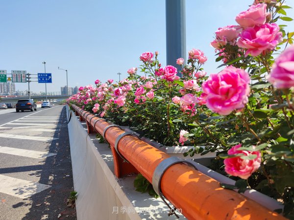 百個(gè)景點(diǎn)、百條花道、百里花帶……未來(lái)幾月，上海繁花似錦(圖9)