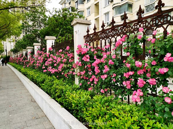 百個(gè)景點(diǎn)、百條花道、百里花帶……未來(lái)幾月，上海繁花似錦(圖1)