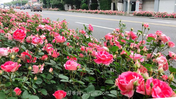 百個(gè)景點(diǎn)、百條花道、百里花帶……未來(lái)幾月，上海繁花似錦(圖8)