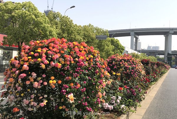 百個(gè)景點(diǎn)、百條花道、百里花帶……未來(lái)幾月，上海繁花似錦(圖5)