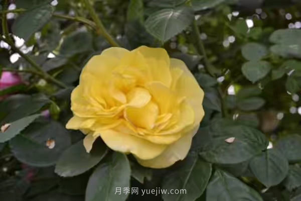 武漢花路看5600米月季花景觀帶，各類月季品種美不勝收(圖5)
