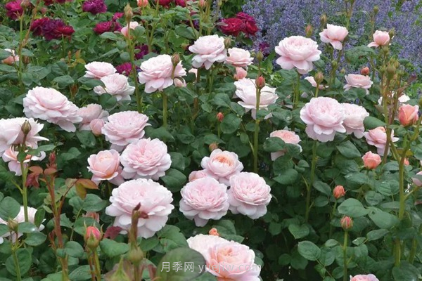 武漢花路看5600米月季花景觀帶，各類月季品種美不勝收(圖8)