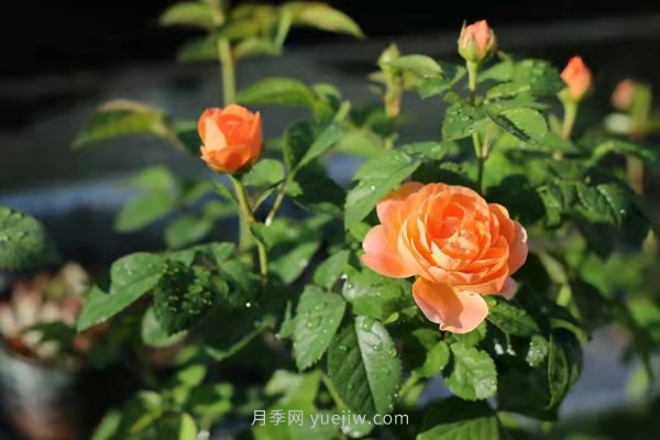 武漢花路看5600米月季花景觀帶，各類月季品種美不勝收(圖10)