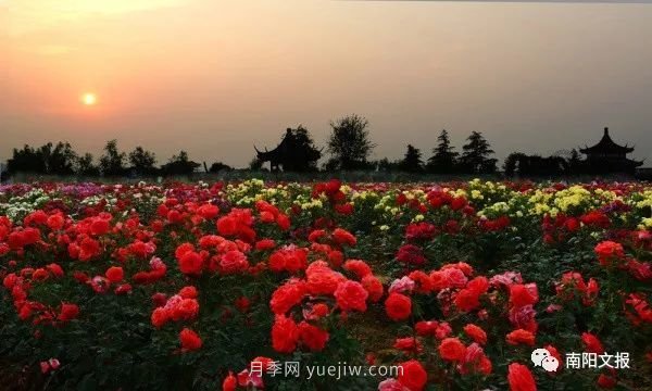 南陽自然條件卓越，產(chǎn)業(yè)發(fā)展迅速，獨享“世界月季名城”稱號(圖1)