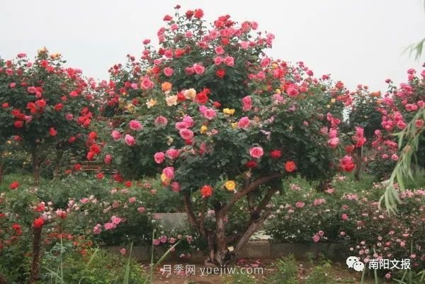 南陽自然條件卓越，產(chǎn)業(yè)發(fā)展迅速，獨享“世界月季名城”稱號(圖2)