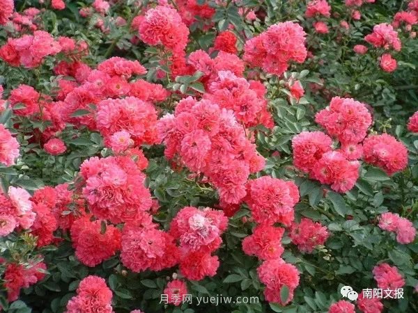 南陽自然條件卓越，產(chǎn)業(yè)發(fā)展迅速，獨享“世界月季名城”稱號(圖3)