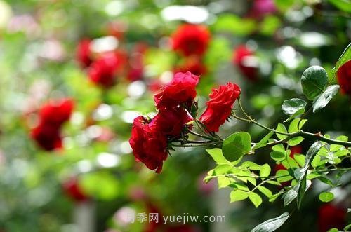 南陽月季火出圈！鄭州市花月季舉手有話說(圖5)