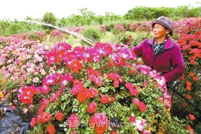南陽(yáng)月季和艾草、中牟大蒜……河南人努力書(shū)寫(xiě)農(nóng)業(yè)產(chǎn)業(yè)化(圖1)