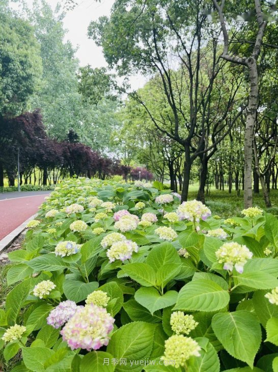 月季成墻、繡球綻放……上海長寧外環(huán)林帶生態(tài)綠道花開正艷(圖3)
