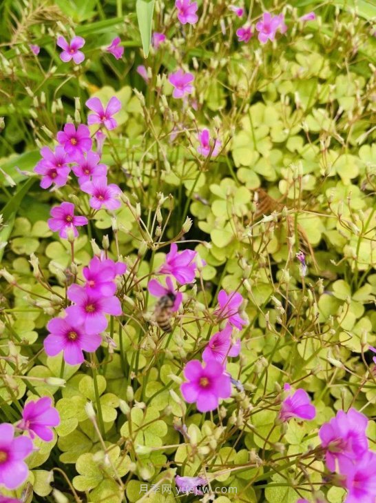 月季成墻、繡球綻放……上海長寧外環(huán)林帶生態(tài)綠道花開正艷(圖6)