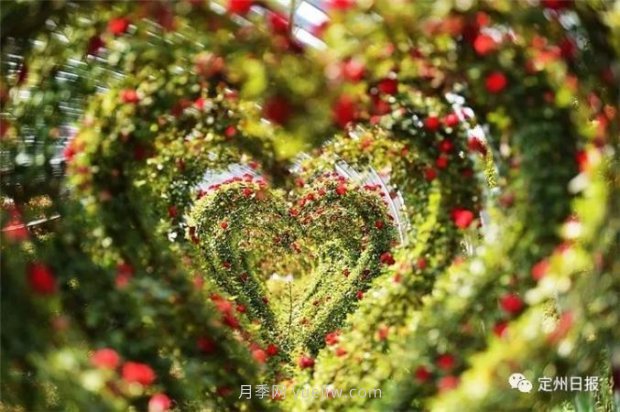 定州月季，2021年揚(yáng)州世界園藝博覽會(huì)斬獲大獎(jiǎng)！(圖3)