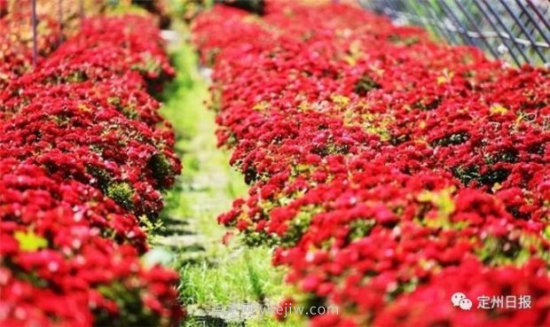 定州月季，2021年揚(yáng)州世界園藝博覽會(huì)斬獲大獎(jiǎng)！(圖4)