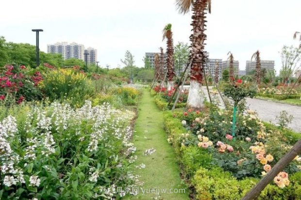 上海閔行區(qū)花好月園公園，萬株月季怒放快來品(圖3)