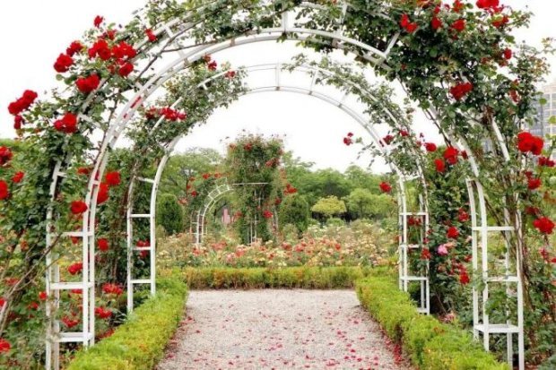 上海閔行區(qū)花好月園公園，萬株月季怒放快來品(圖5)