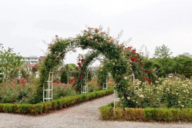 上海閔行區(qū)花好月園公園，萬株月季怒放快來品(圖6)