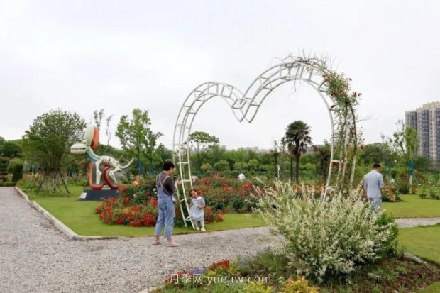 上海閔行區(qū)花好月園公園，萬株月季怒放快來品(圖7)