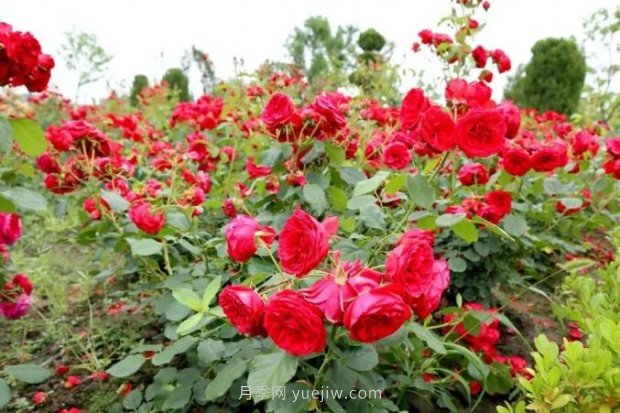 上海閔行區(qū)花好月園公園，萬株月季怒放快來品(圖4)