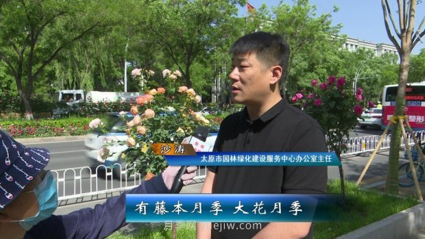 太原三百萬(wàn)株月季玫瑰盛開(kāi)，許你一座浪漫之都(圖6)