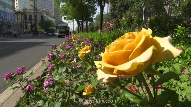 太原三百萬(wàn)株月季玫瑰盛開(kāi)，許你一座浪漫之都(圖4)