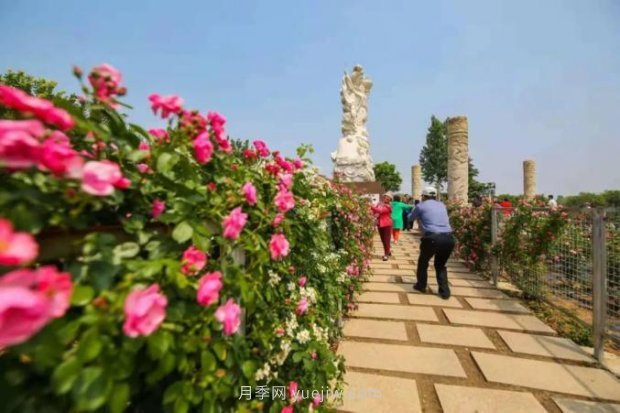 山東煙臺月季花節(jié)如期而至，美得劃不動屏(圖6)