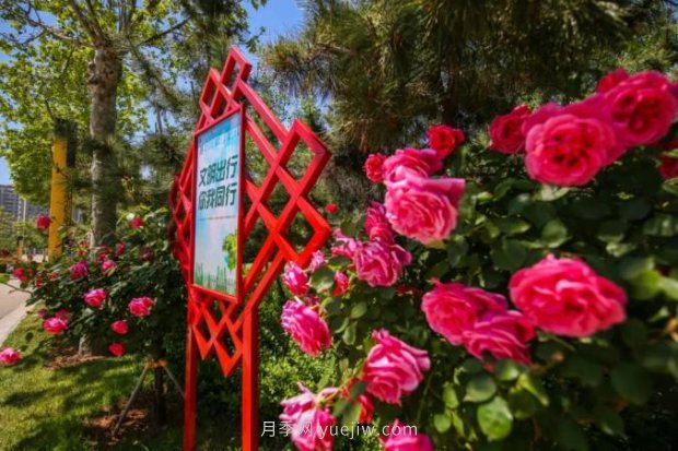山東煙臺月季花節(jié)如期而至，美得劃不動屏(圖3)
