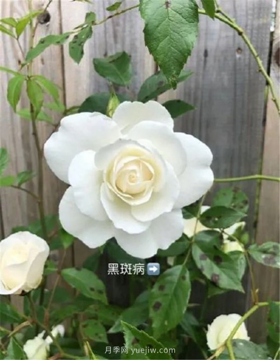 夏天來了，你的月季也黃葉了嗎？(圖3)