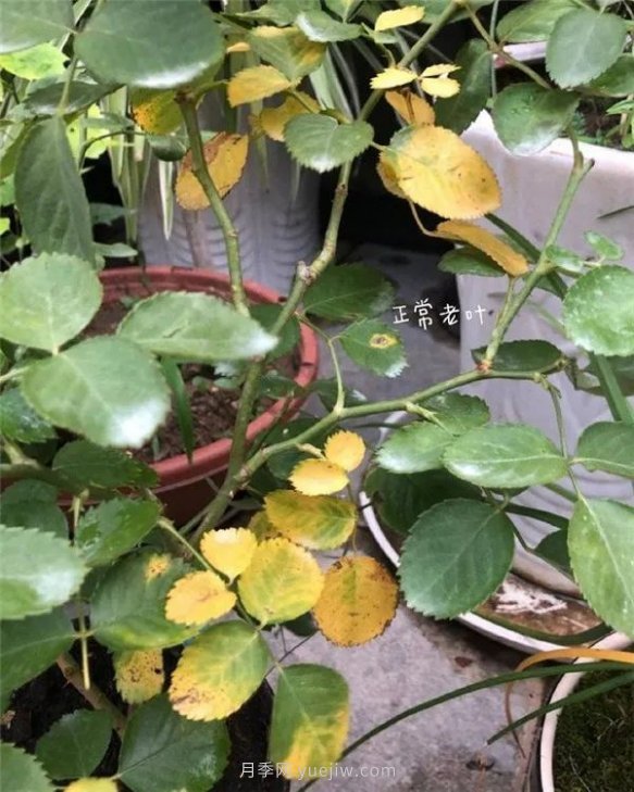 夏天來了，你的月季也黃葉了嗎？(圖1)