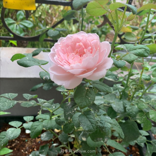 月季總是不開花，幾個養(yǎng)護要素做到位，開花不斷(圖2)