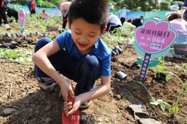 漯河城管園林科研所，邀請400余位市民花田體驗栽花(圖2)