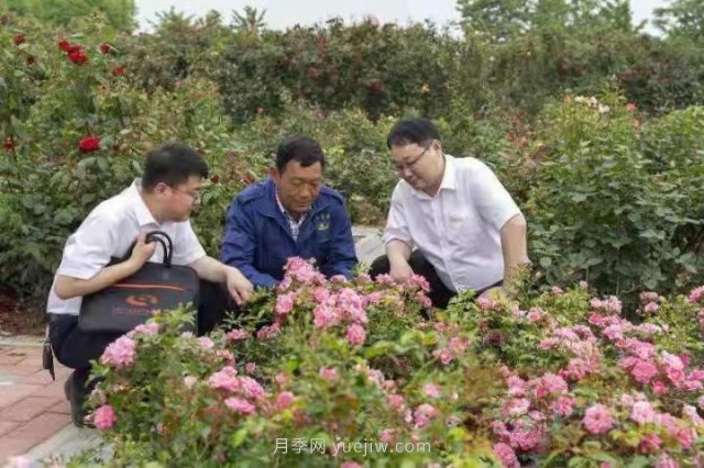 南陽月季，“一花一草”總關(guān)情金融活水潤民生(圖2)