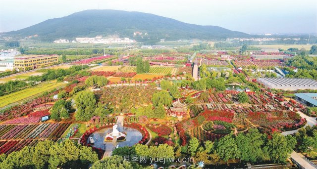 南陽(yáng)臥龍區(qū)七里園鄉(xiāng)打造一花一草特色產(chǎn)業(yè) 月季托起美好生活(圖1)
