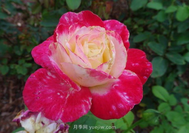 月季花的種類非常多，哪一種月季花好養(yǎng)活？推薦5個(gè)品種(圖1)