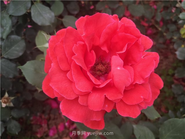 20種經(jīng)典月季品種，妝點(diǎn)南陽(yáng)火熱的夏季(圖1)