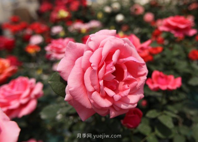 20種經(jīng)典月季品種，妝點(diǎn)南陽(yáng)火熱的夏季(圖2)