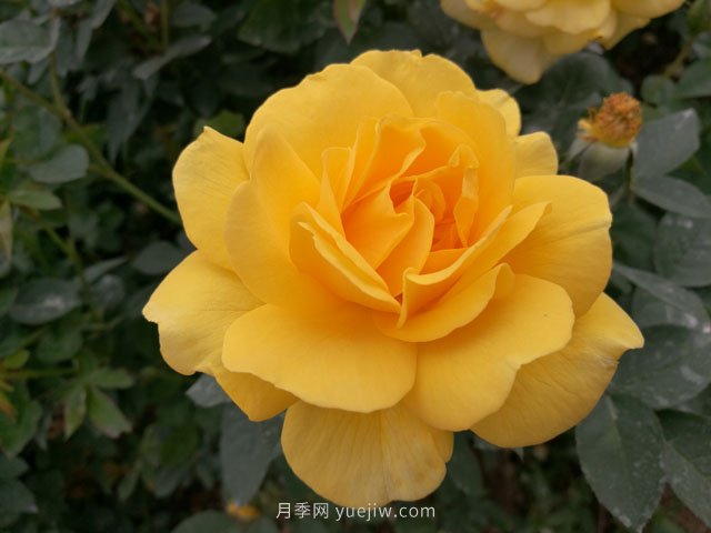20種經(jīng)典月季品種，妝點(diǎn)南陽(yáng)火熱的夏季(圖5)