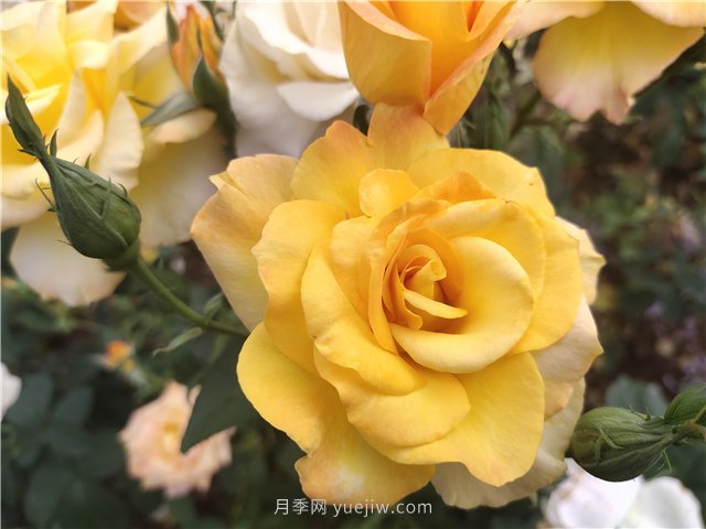 20種經(jīng)典月季品種，妝點(diǎn)南陽(yáng)火熱的夏季(圖6)