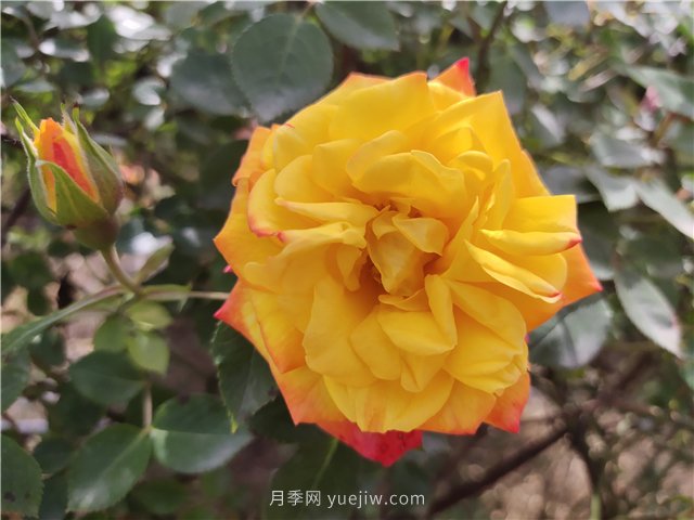 20種經(jīng)典月季品種，妝點(diǎn)南陽(yáng)火熱的夏季(圖7)
