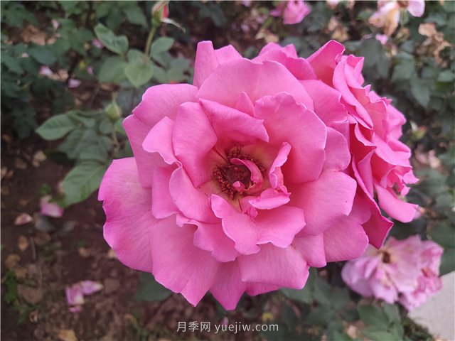 20種經(jīng)典月季品種，妝點(diǎn)南陽(yáng)火熱的夏季(圖8)