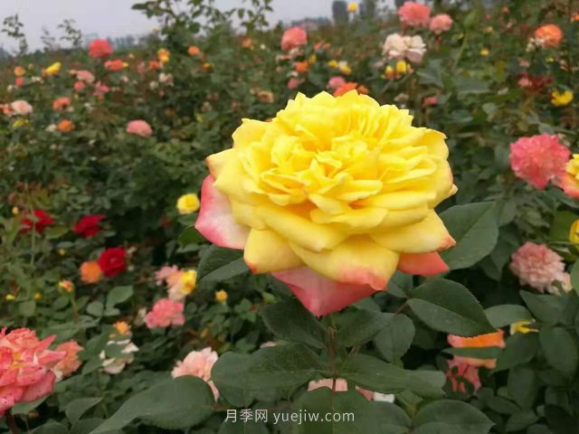 20種經(jīng)典月季品種，妝點(diǎn)南陽(yáng)火熱的夏季(圖9)