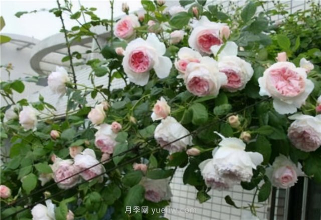 打造小型月季花墻，推薦4款藤本月季(圖3)