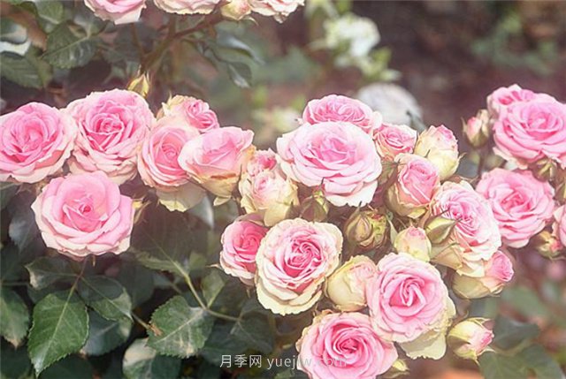 打造小型月季花墻，推薦4款藤本月季(圖5)